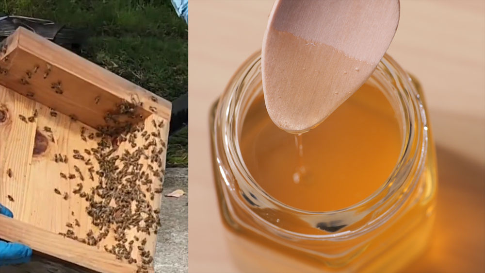 CNAドキュメント15　シリーズ「イダマシ～残したい秋田の心～」食卓の未来を繋ぐ“ニホンミツバチ”