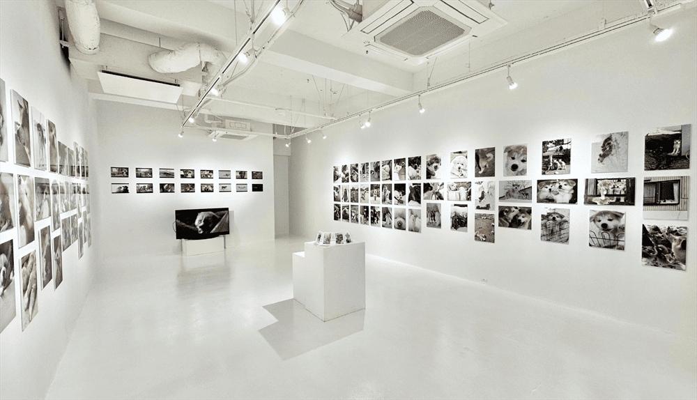 写真：秋田犬写真展～犬が苦手なカメラマンの記録～